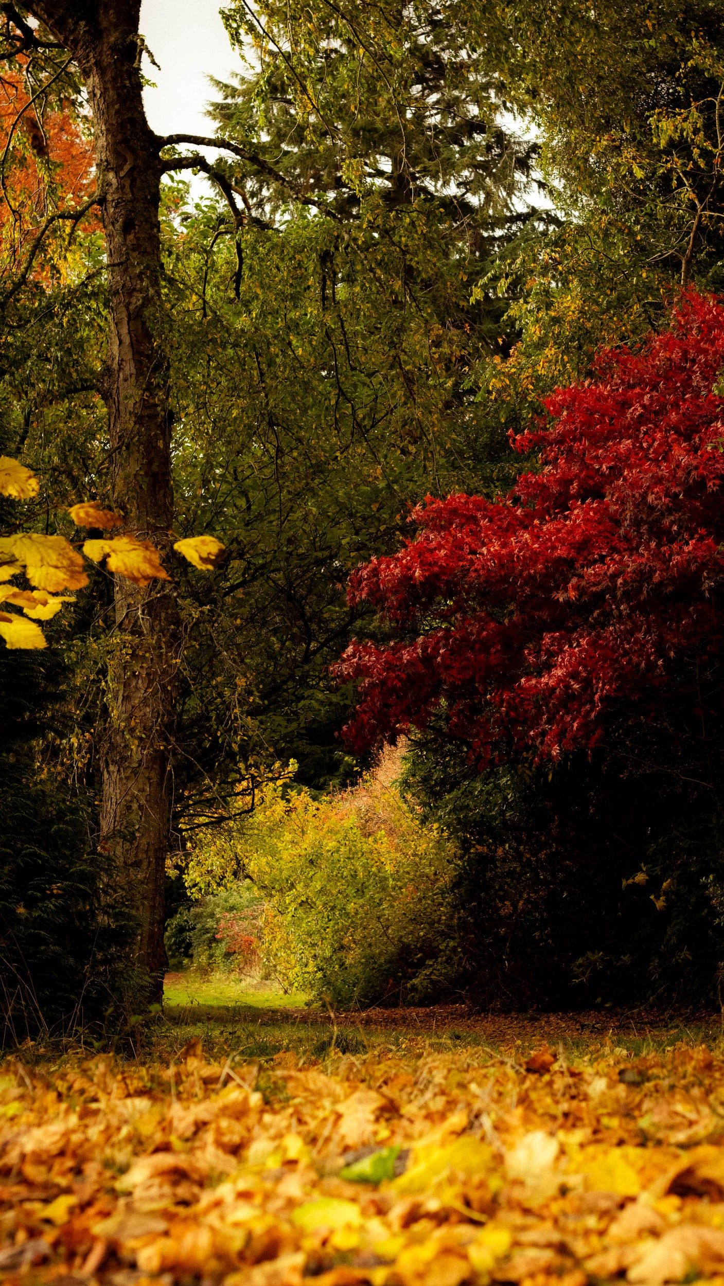 Autumn woodland path under yellow leaves, with a red maple to one side