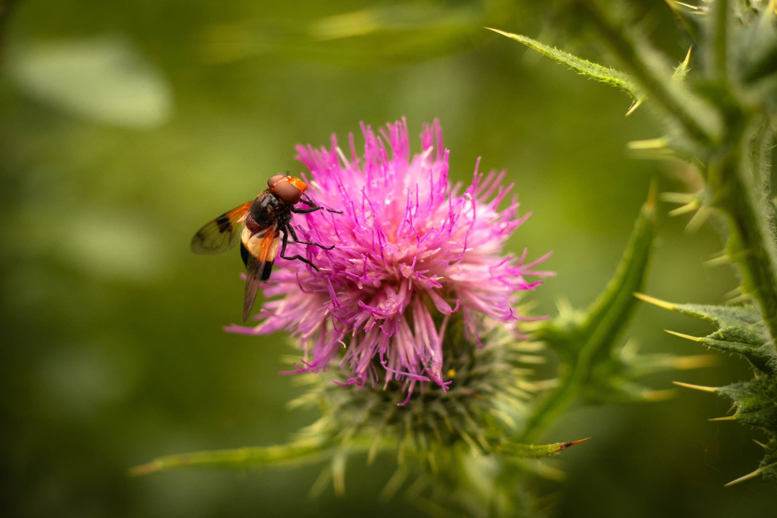 A bee on a pink thistle flower