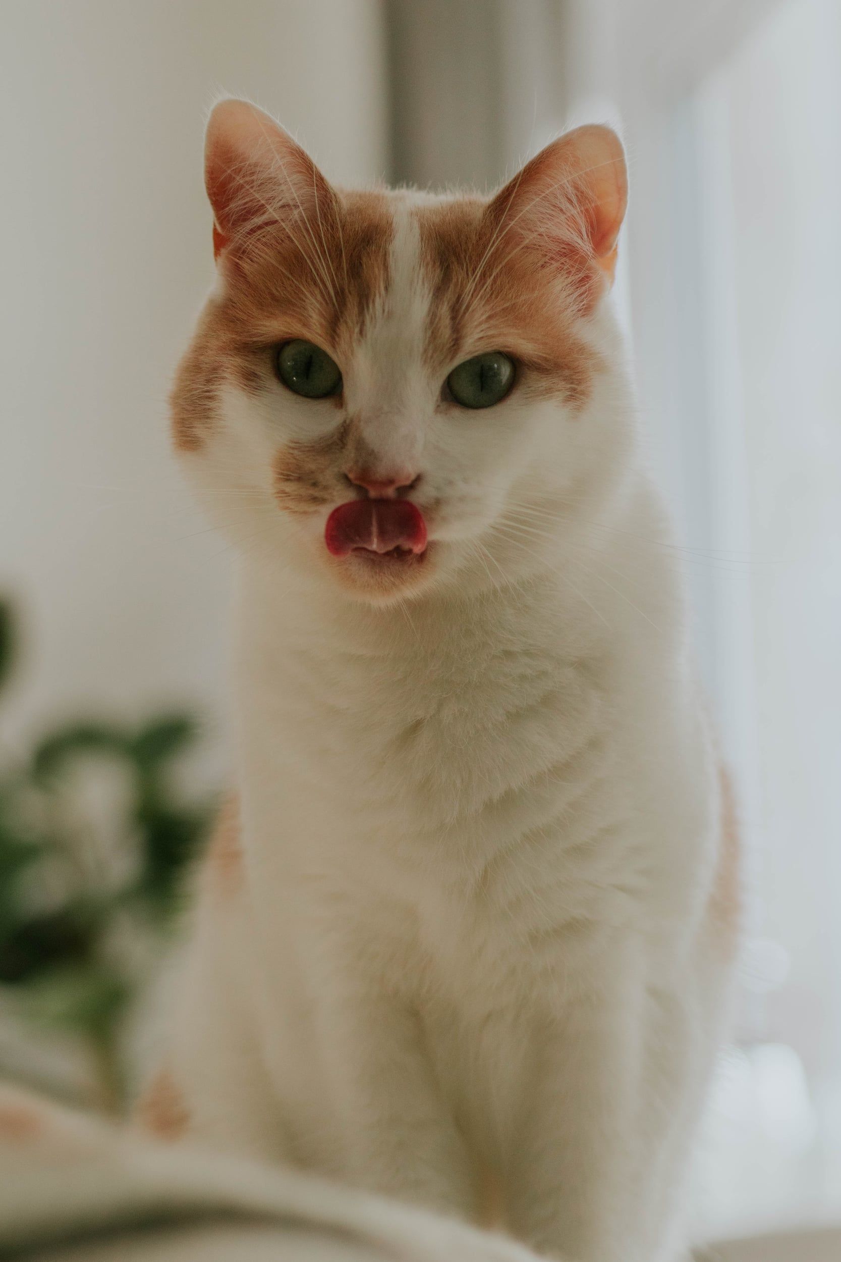 A ginger and white cat sitting by a window, licking its lips