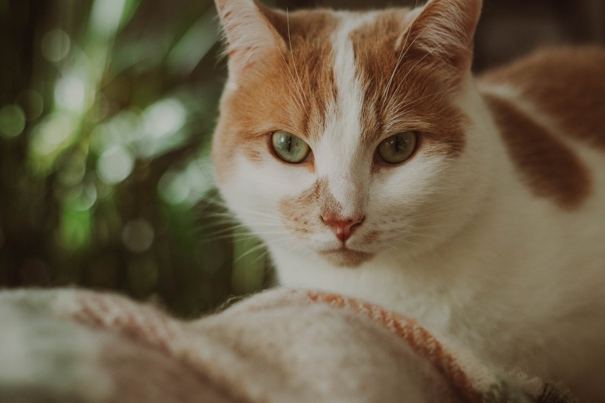 A ginger and white cat resting, looking at the camera