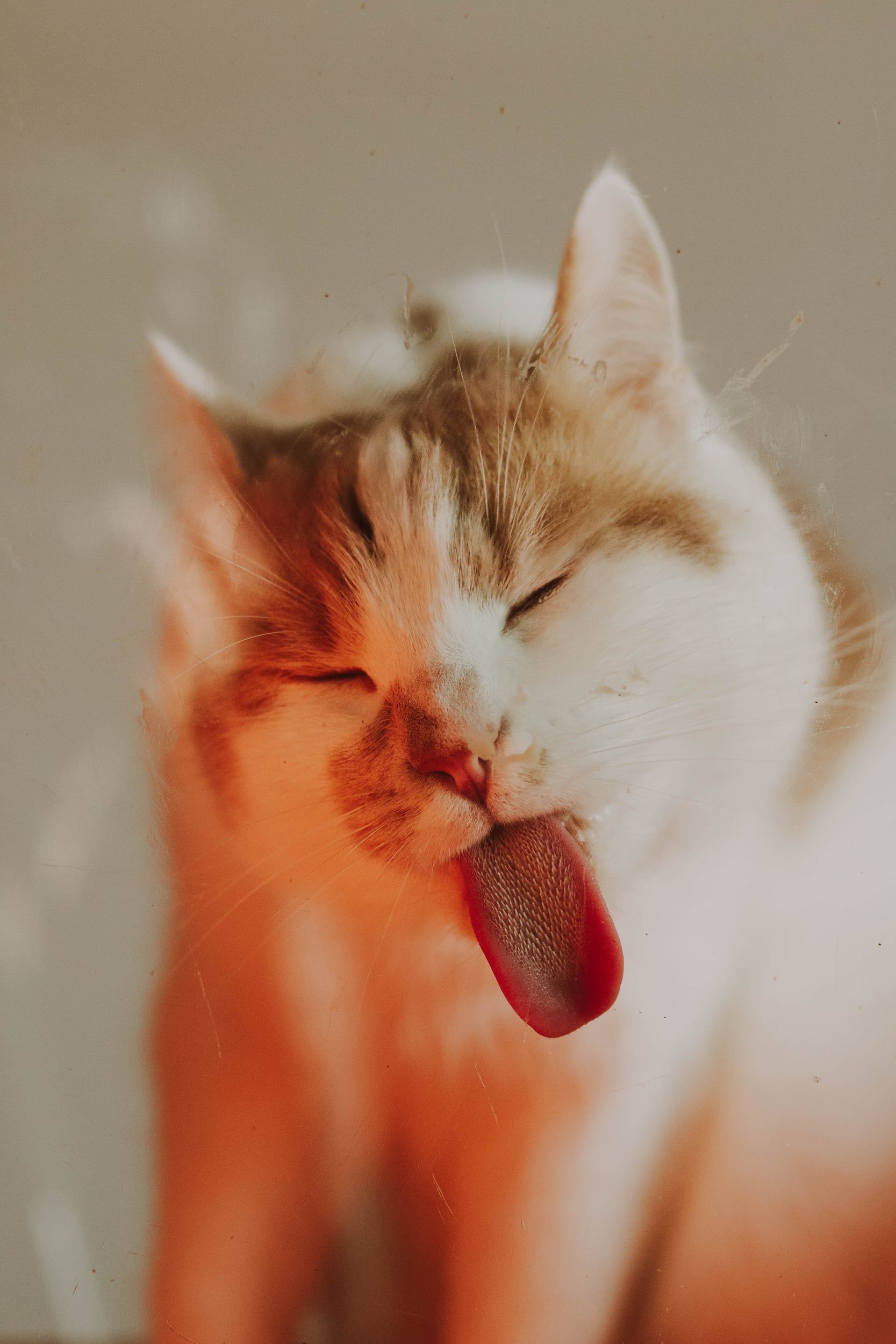 A ginger and white cat with its eyes shut and tongue out
