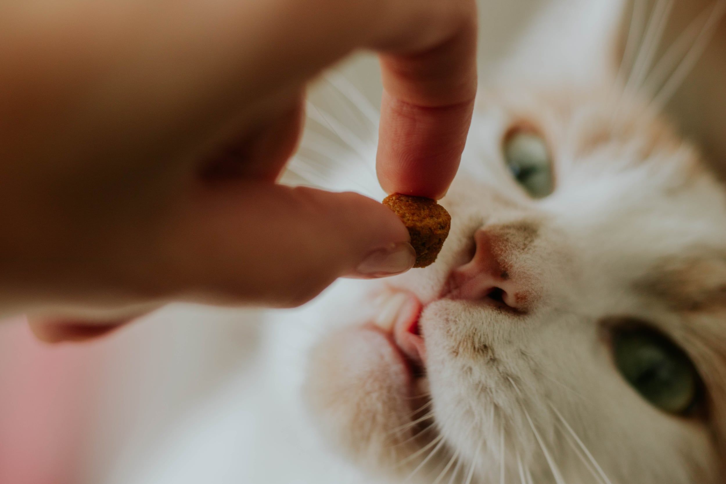A ginger and white cat sniffing a treat held between two fingers