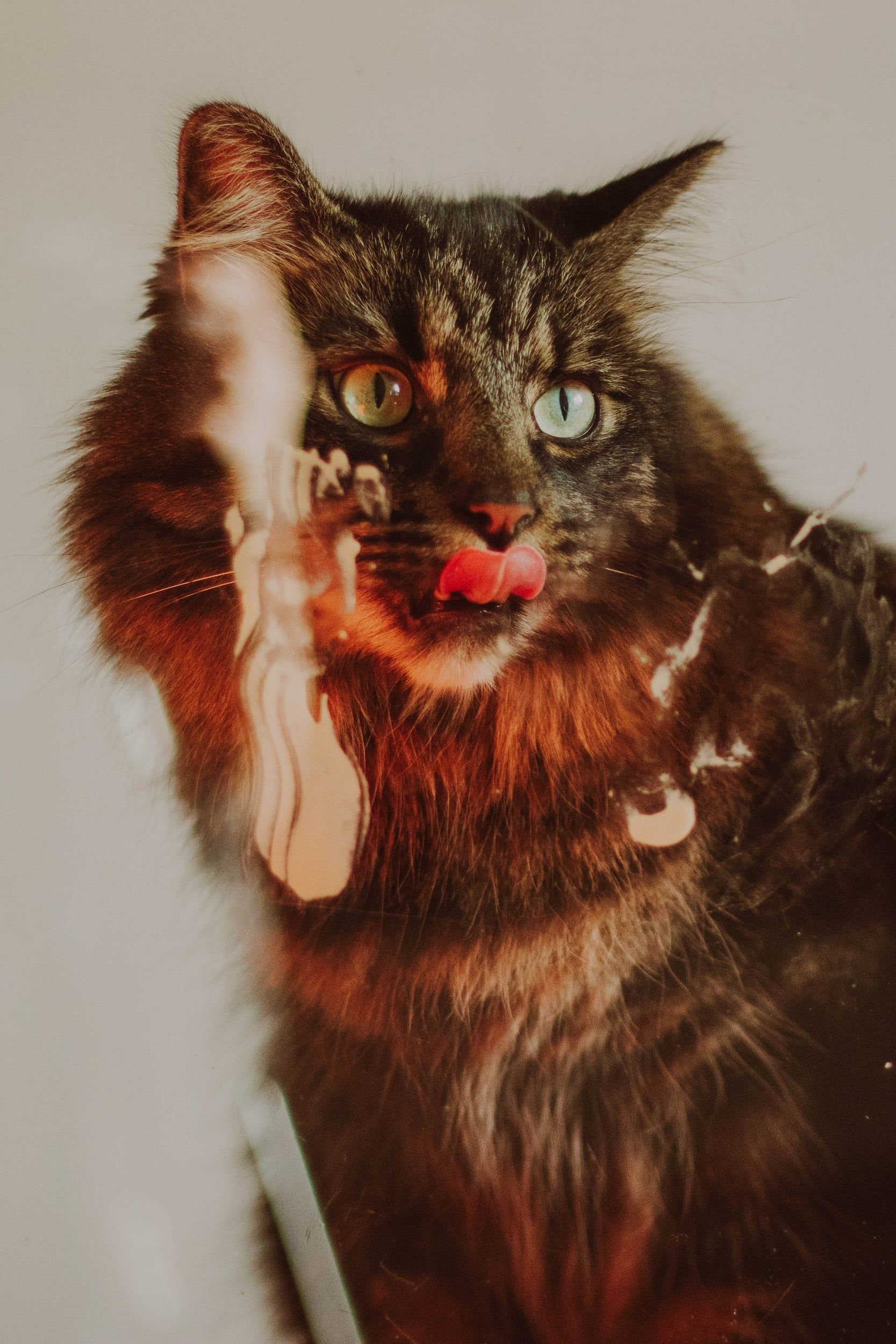 A long-haired dark cat licking its nose in patterned window light