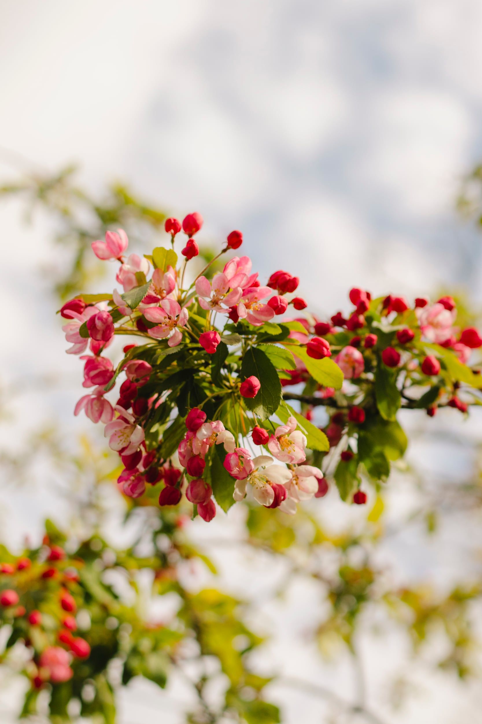 Pink crab apple blossom against a pale sky