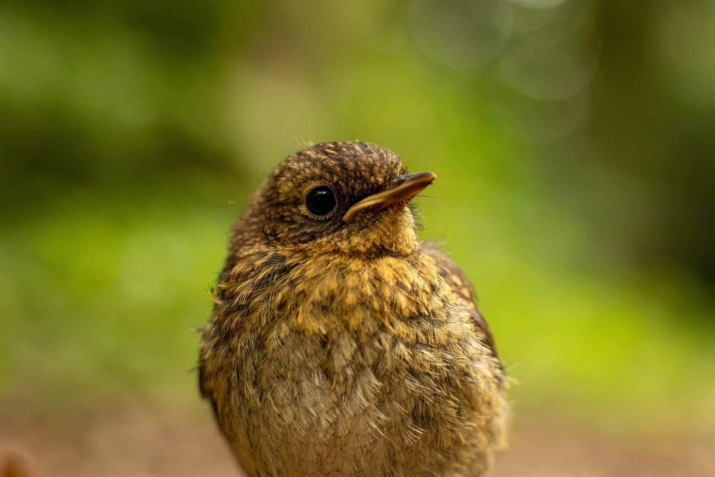 A speckled young robin against a soft green background