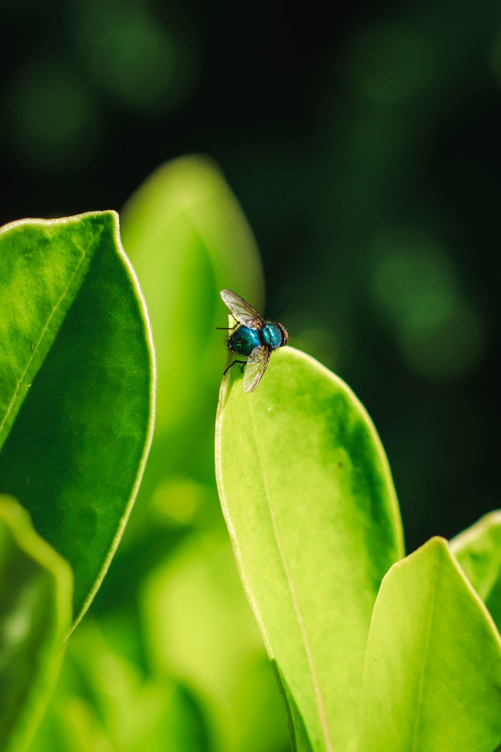 A green fly on the tip of a bright leaf