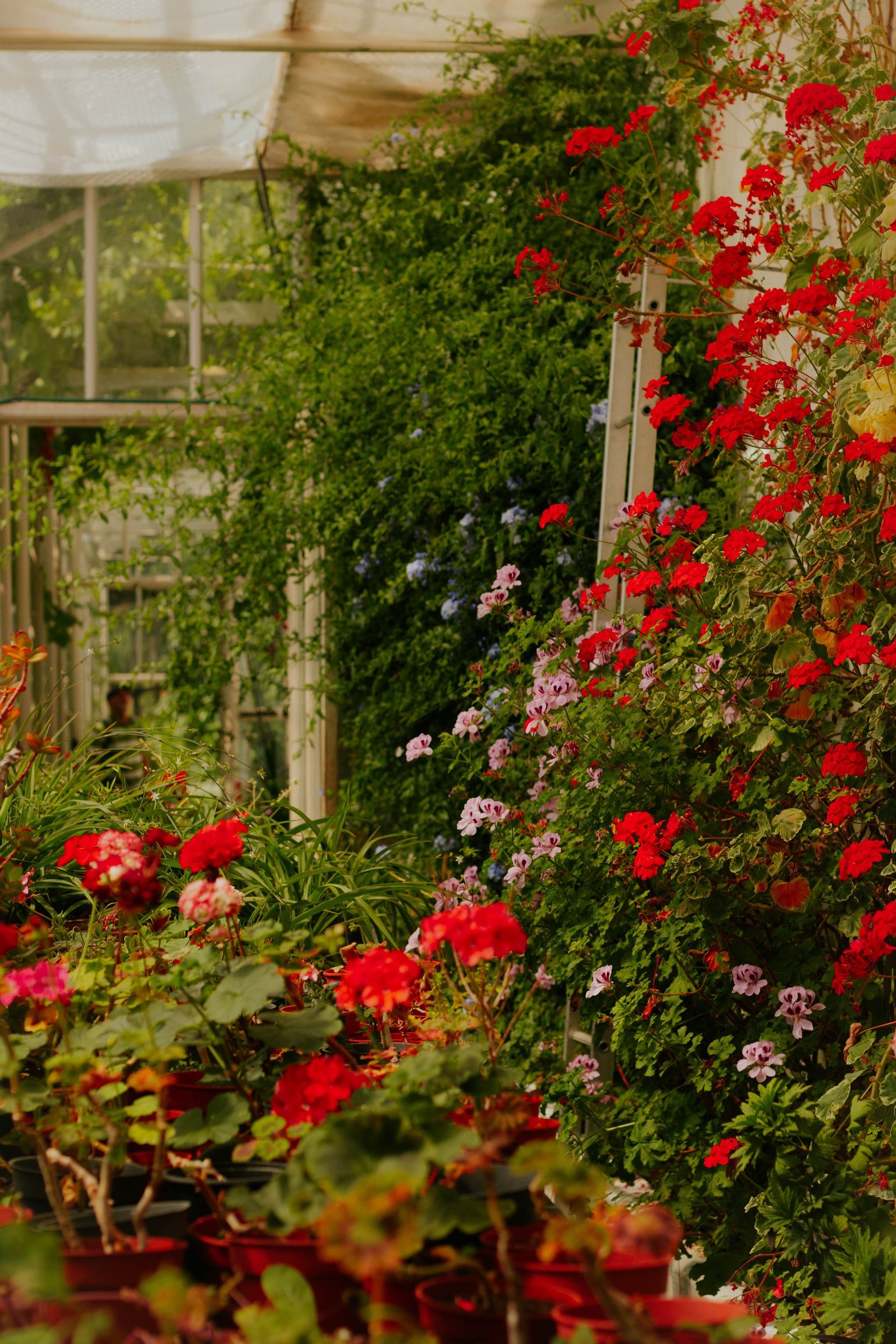 Red geraniums and climbing plants filling an old glasshouse