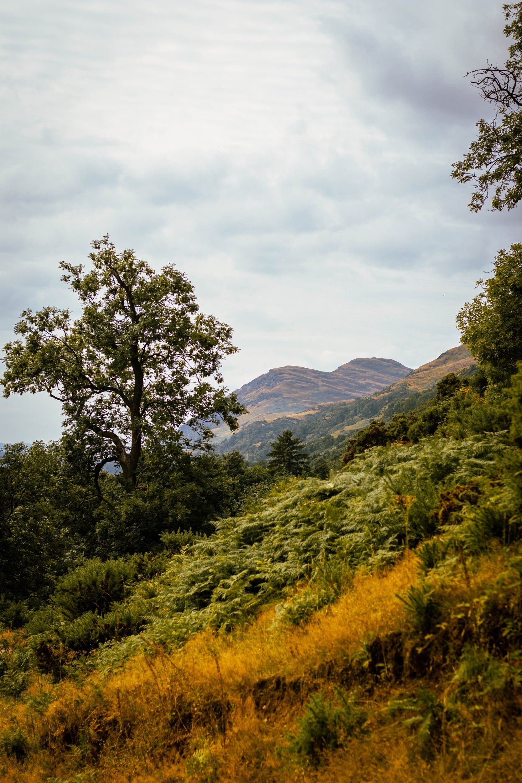 An oak tree on a bracken hillside with hills beyond