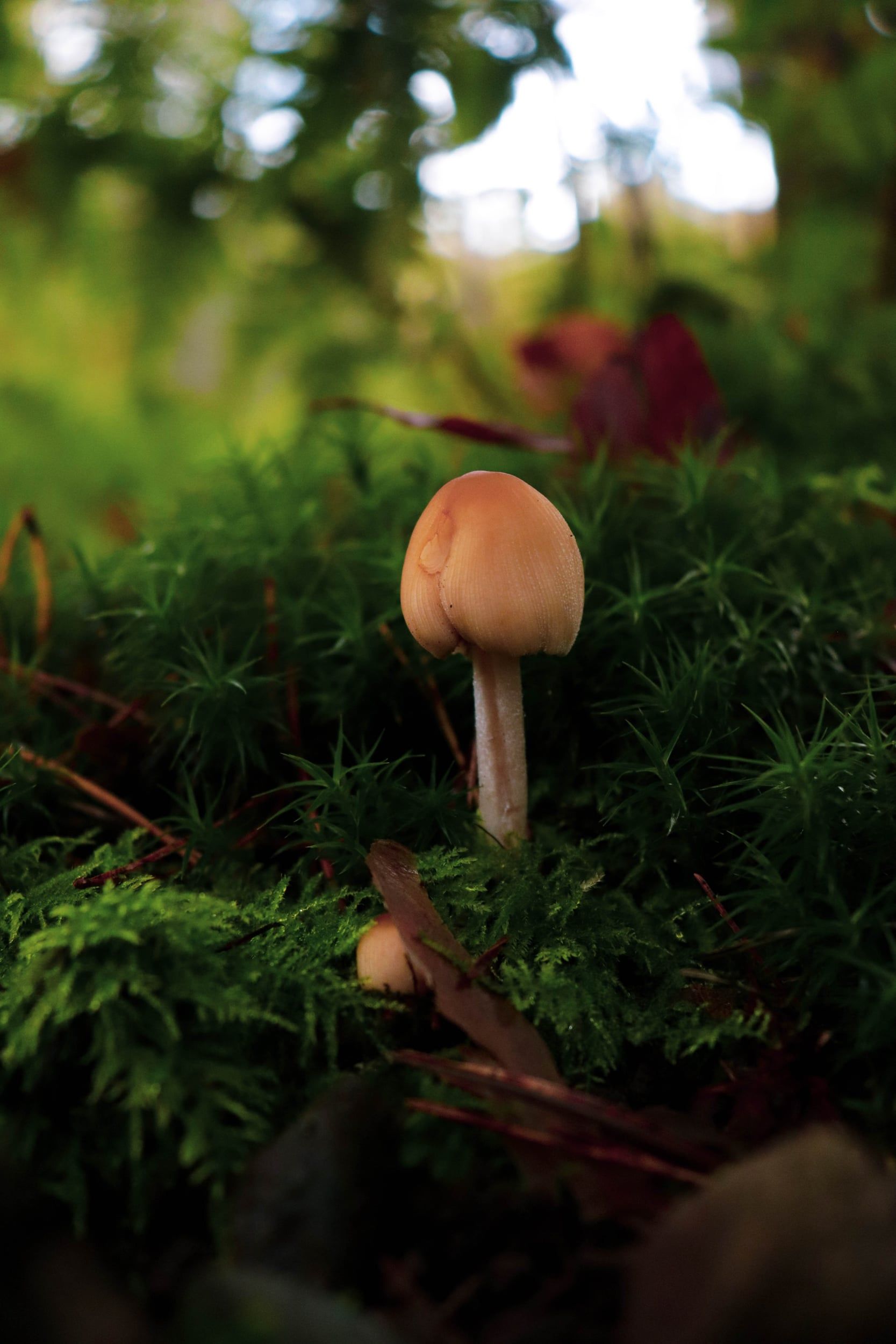 A single small mushroom growing in green moss