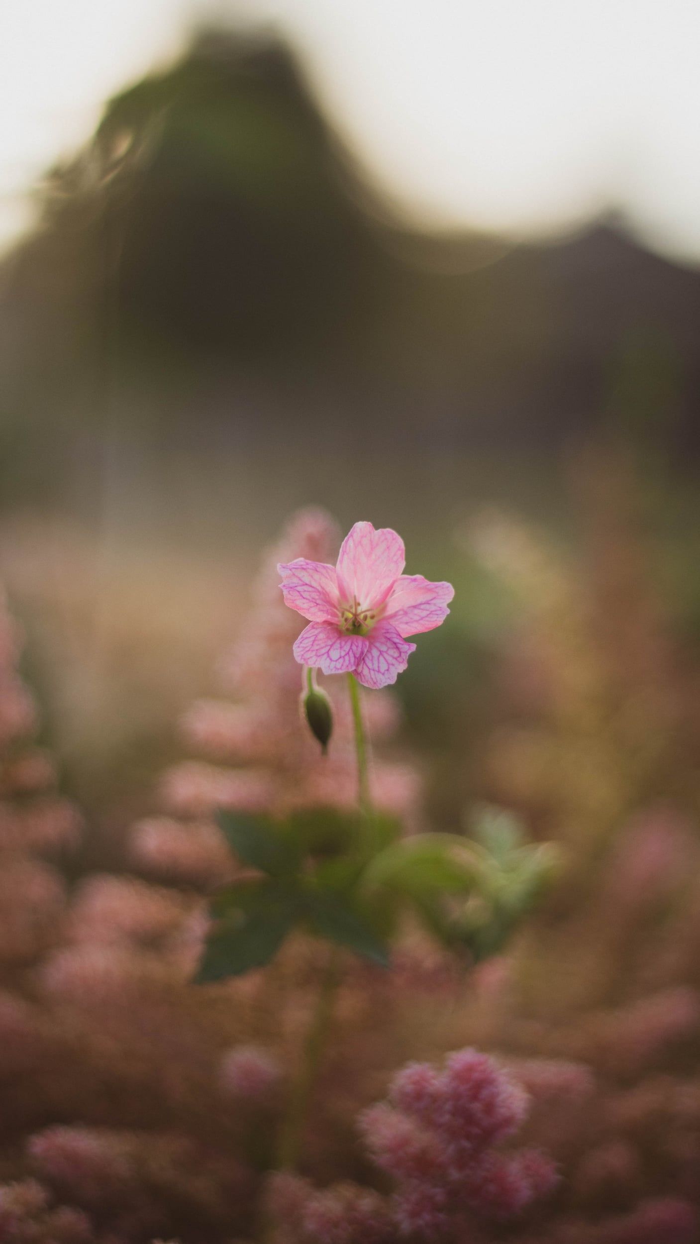 A single pink wildflower against a soft blurred hillside