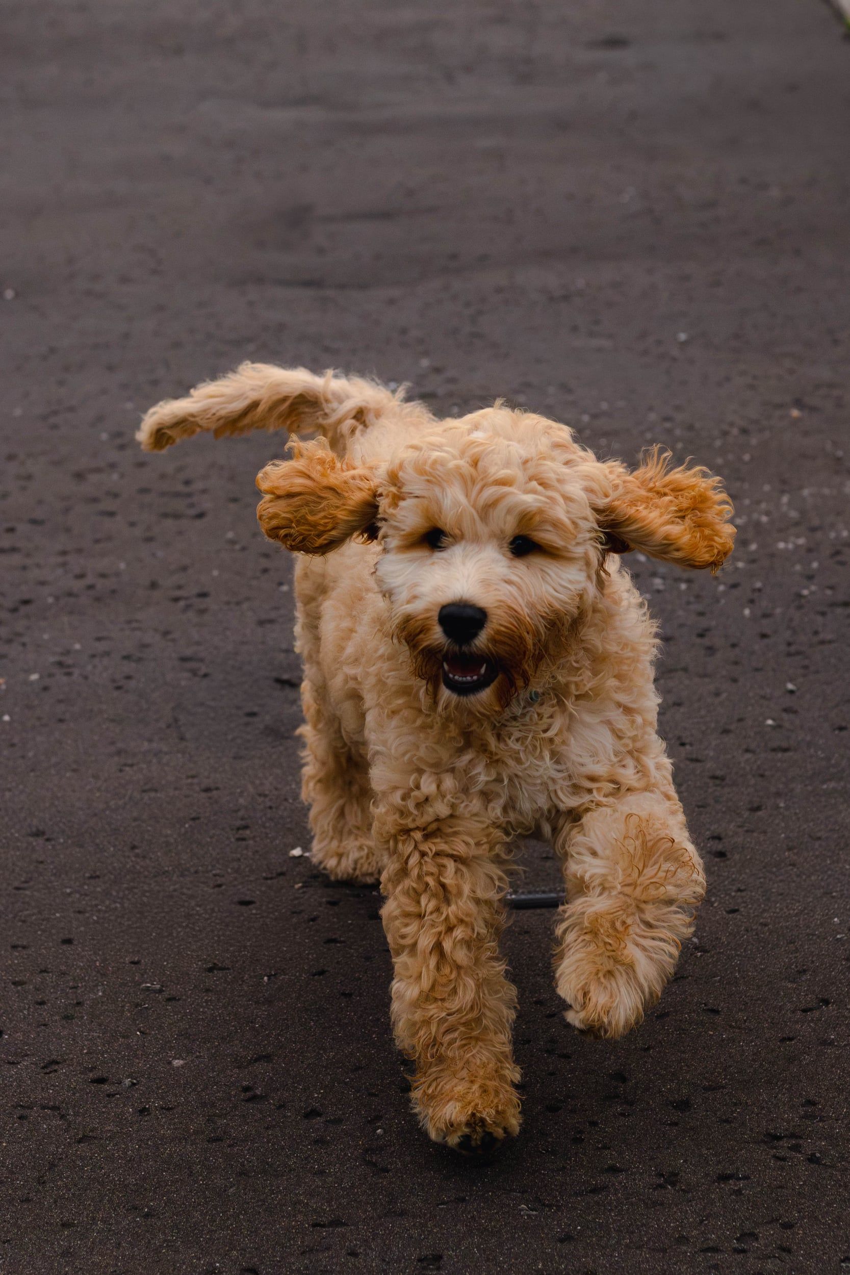 A fluffy apricot puppy running towards the camera, ears flying