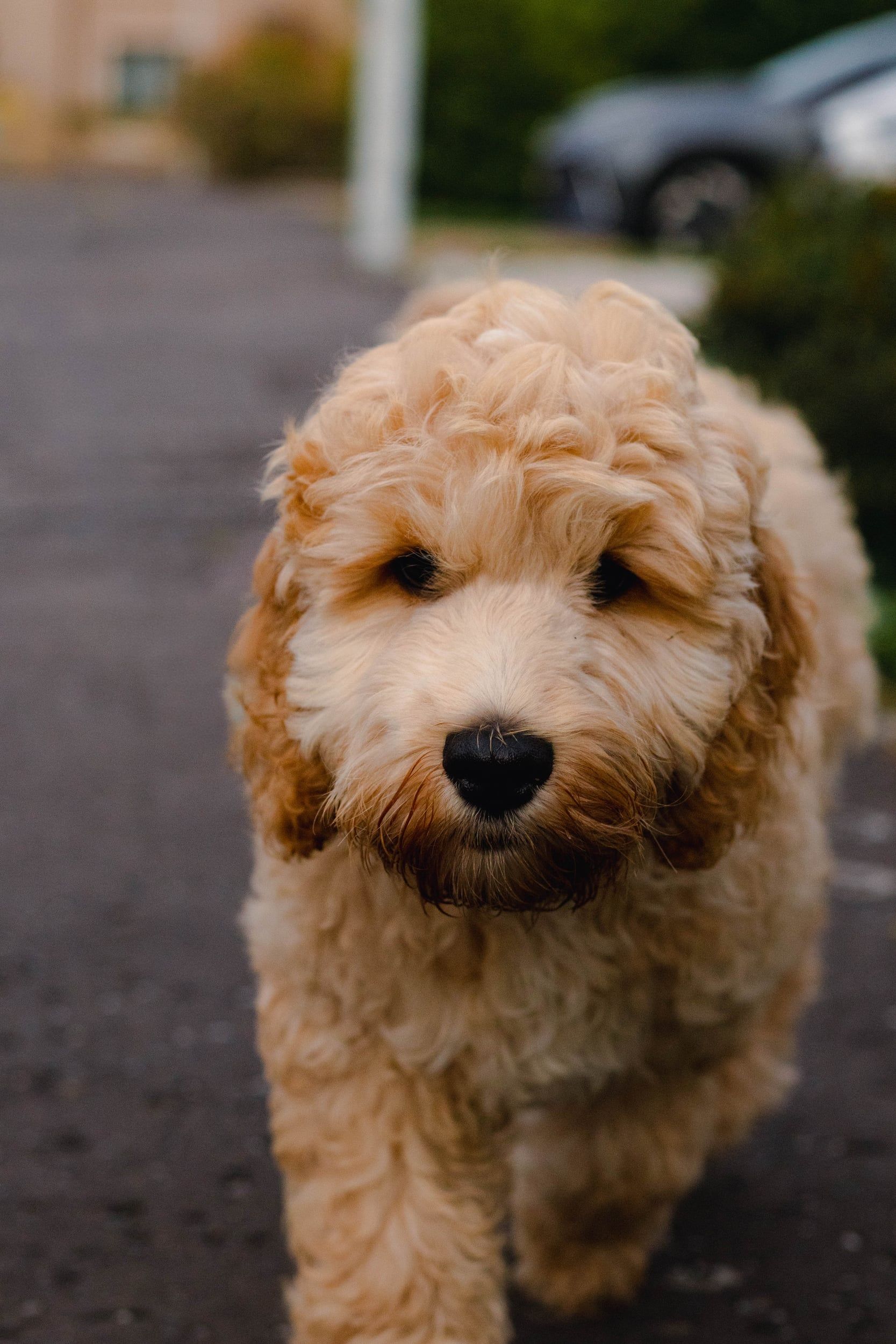 A fluffy apricot dog walking down a street towards the camera
