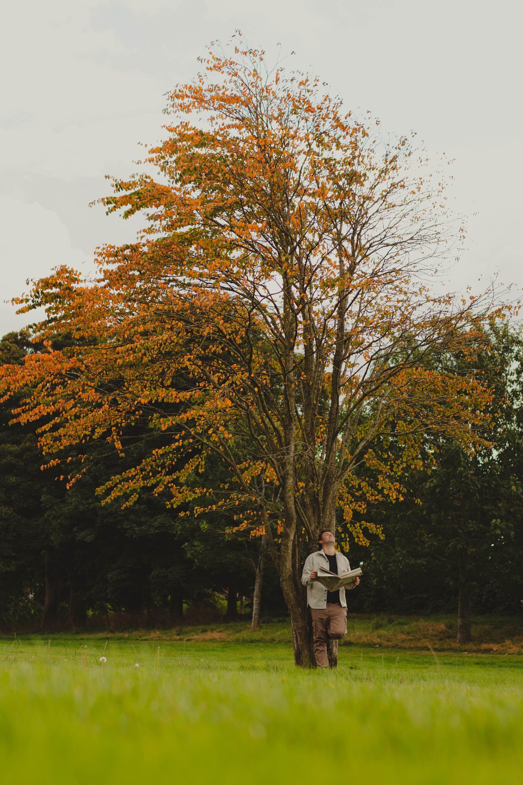 Man reading a newspaper beneath a tall autumn tree