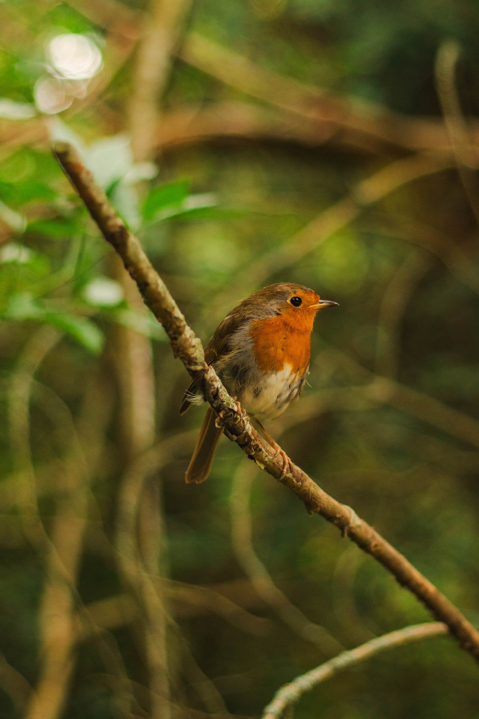 A robin perched on a thin branch in the woods