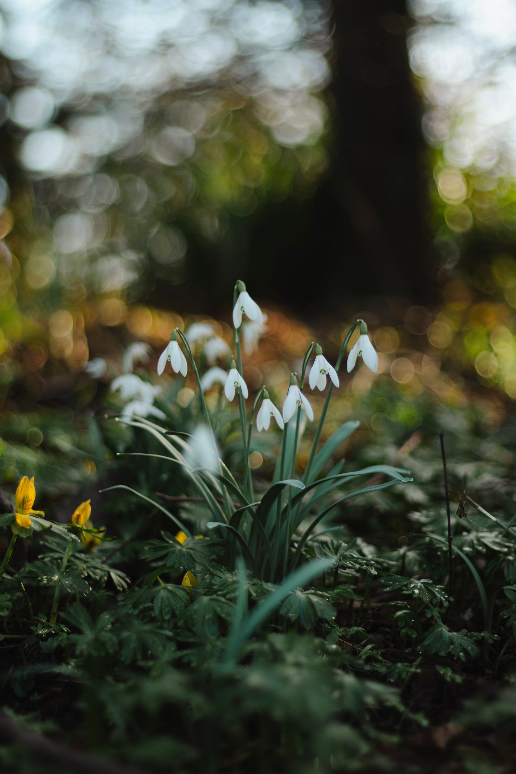Snowdrops in a dark woodland