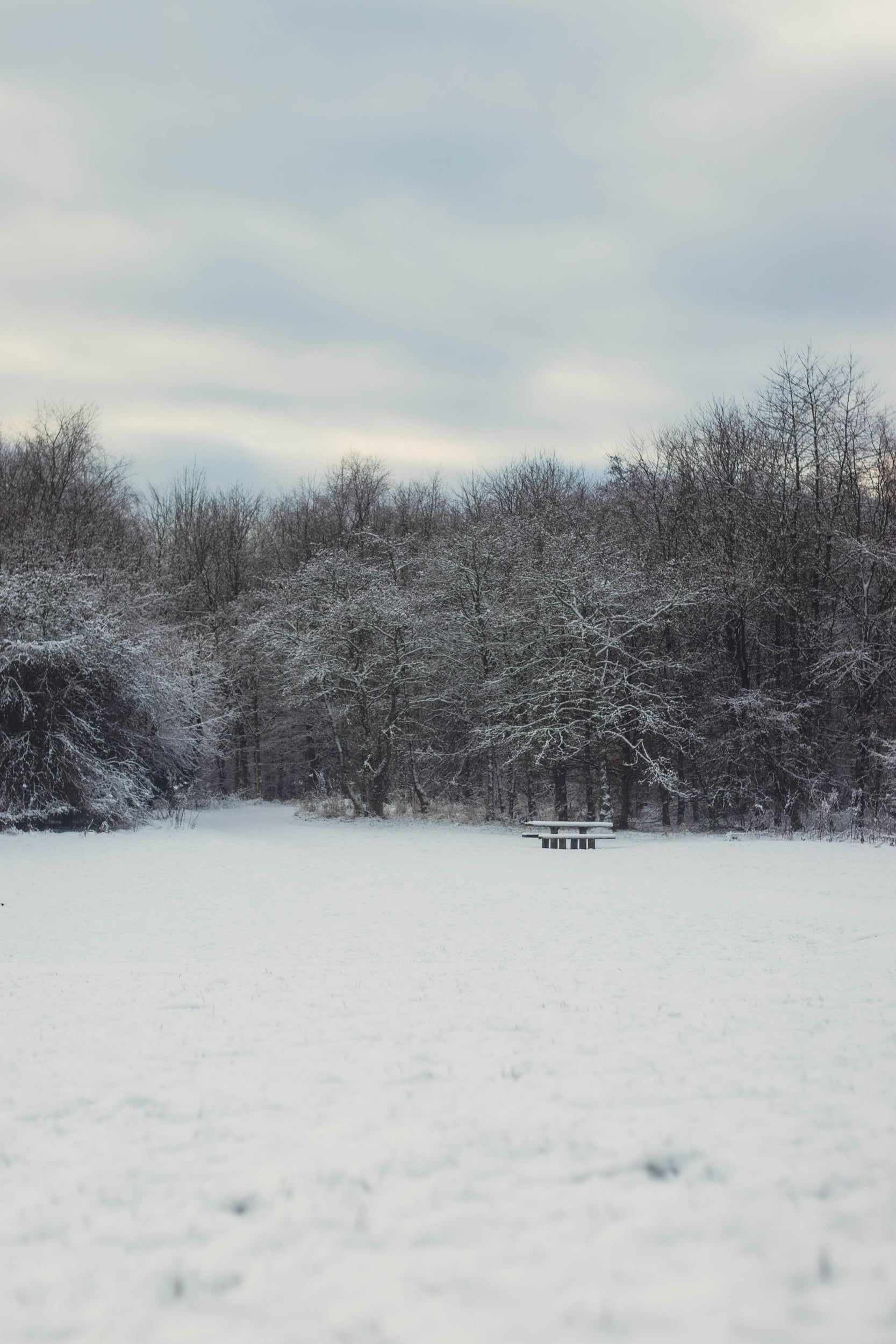 A snow-covered park with frosted trees and a lone bench