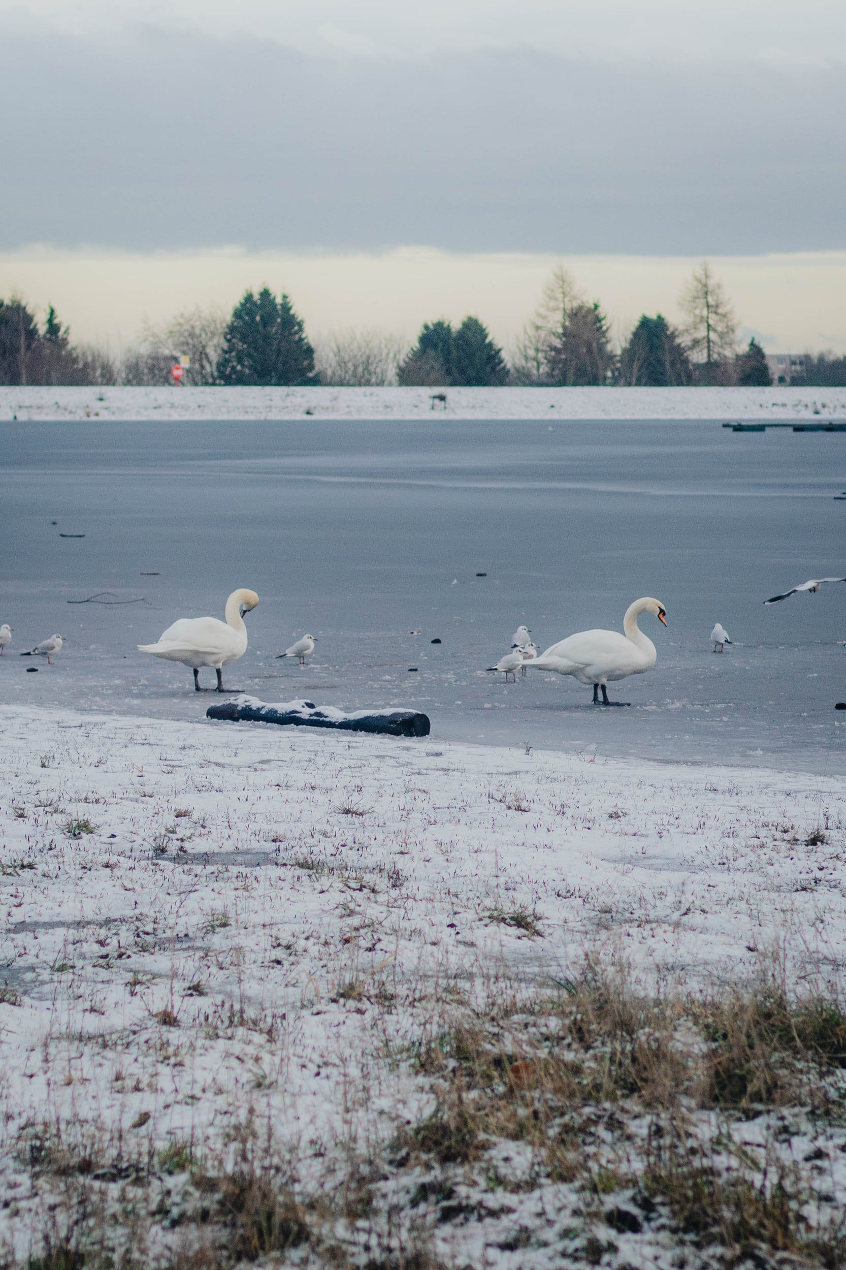 Swans on a half-frozen loch with snow on the shore
