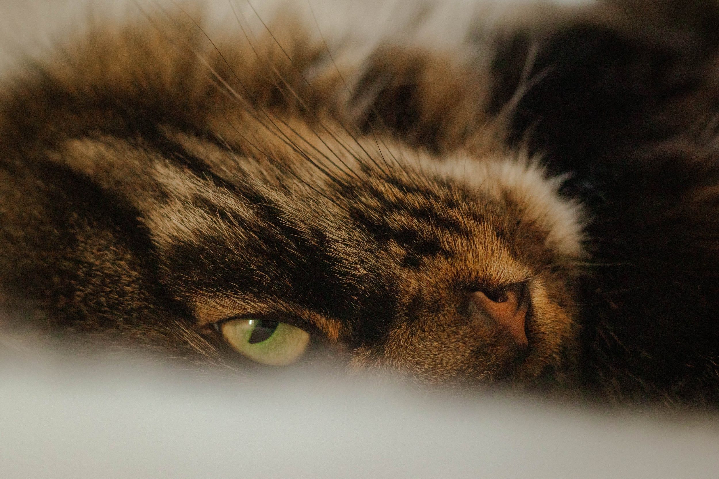 Close-up of a tabby cat’s eye peeking over a blanket